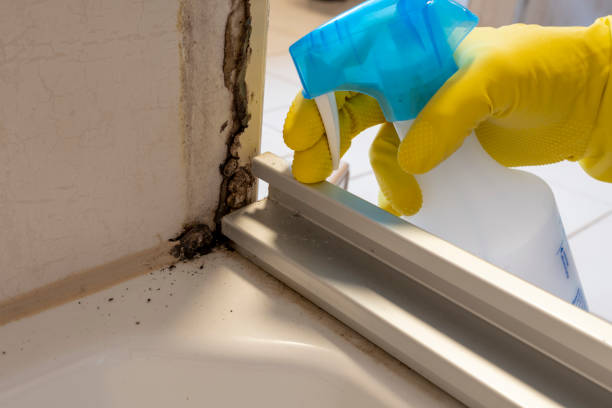 Why You Should Choose Our Mold Remediation Services in Olton, TX